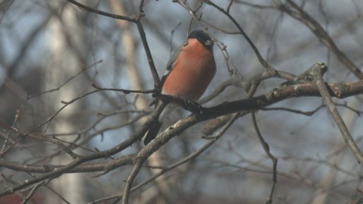 ���� � ������� +4��. ����� ���-�������� 4 �/�