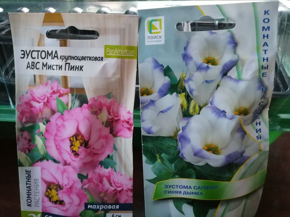 Секреты успешного выращивания эустомы в домашних условиях