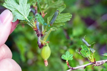 ��� ���������� � ������������� ���������: ������ �� ������ ������ ������