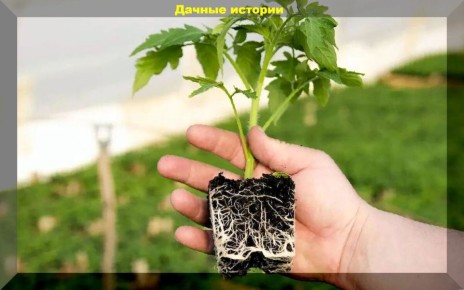 ��� �������� ������� �������� ������� � �������: ������ ��� ��������� �����