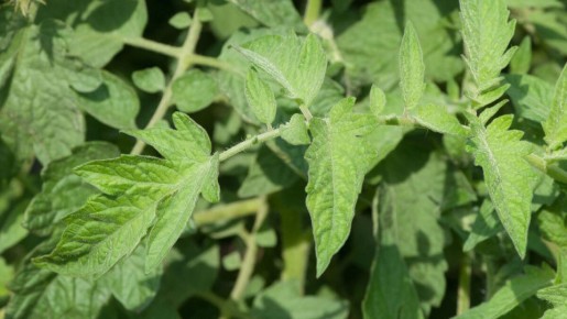 ������ ������������ ������ � �������: �������� ������� � ������