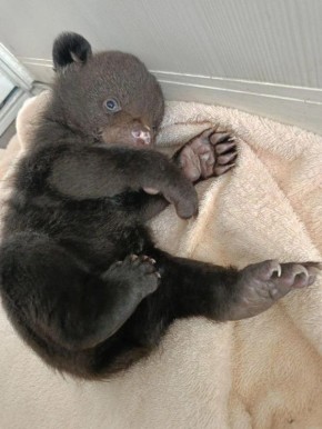 ���������� � ������� ���������� ������ � ����������� ����, �������� � ���������� ����������� ��������� �������