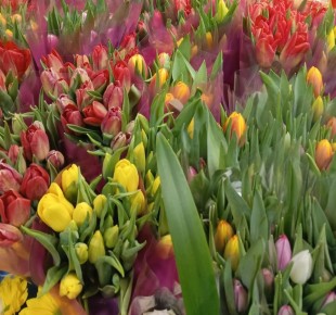 ������ ���������� �������� �������: ����� �������