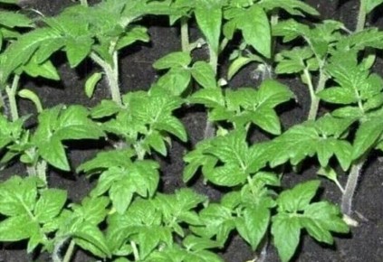 ��� ��������� ������������� ������� �������: ������ ��� ����������