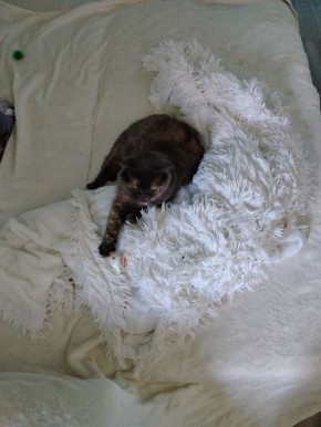 ��� ������������� �������� �������� ������ �� �����