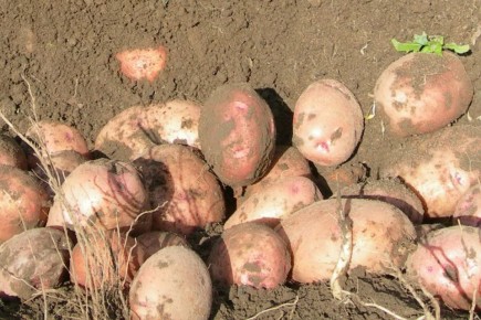 ��������� � �����: ��� ����� ������������ ������ ������������� � ����� ������� ������