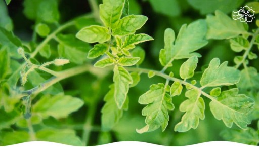 ��� ���������� � ���������� �������: ������ ��������