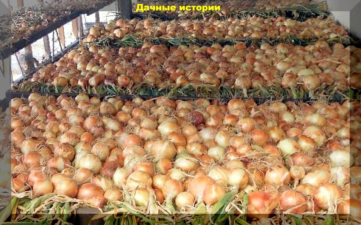 Все секреты успешного выращивания лука: 10 умений и 13 ответов на вопросы