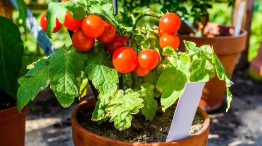 ����������� ������� �� �������: ��� ������� ������� ������ � ��������