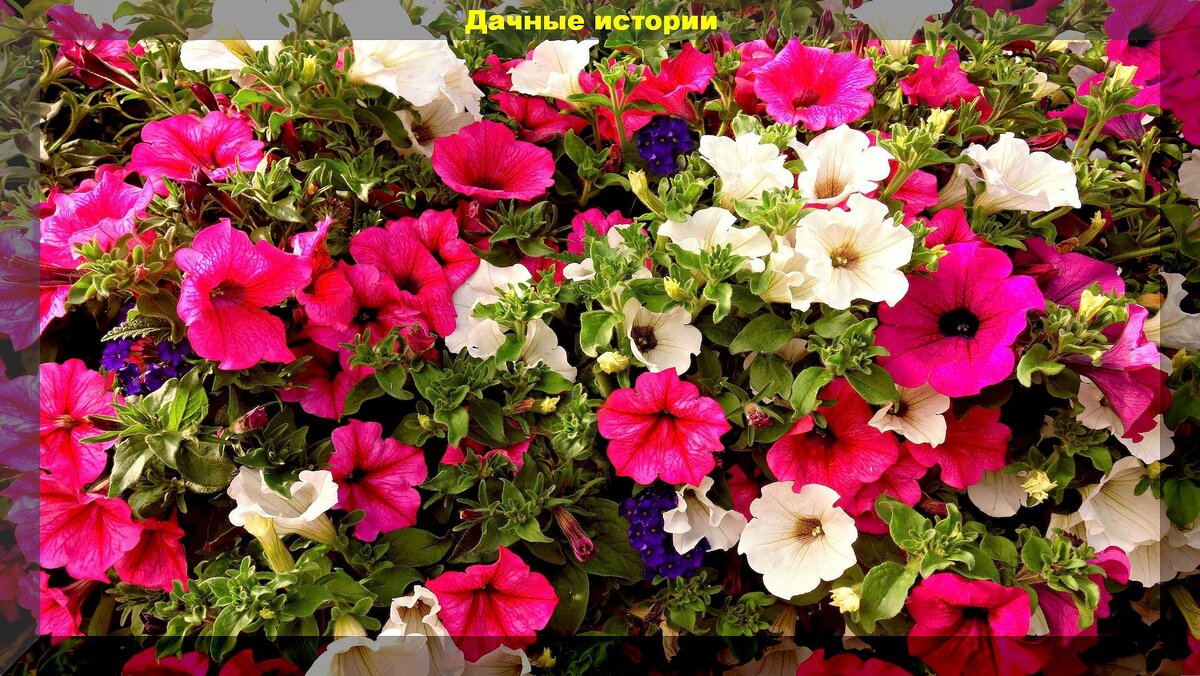 Цветочные идеи для клумбы: безграничное цветение с многолетниками и однолетниками