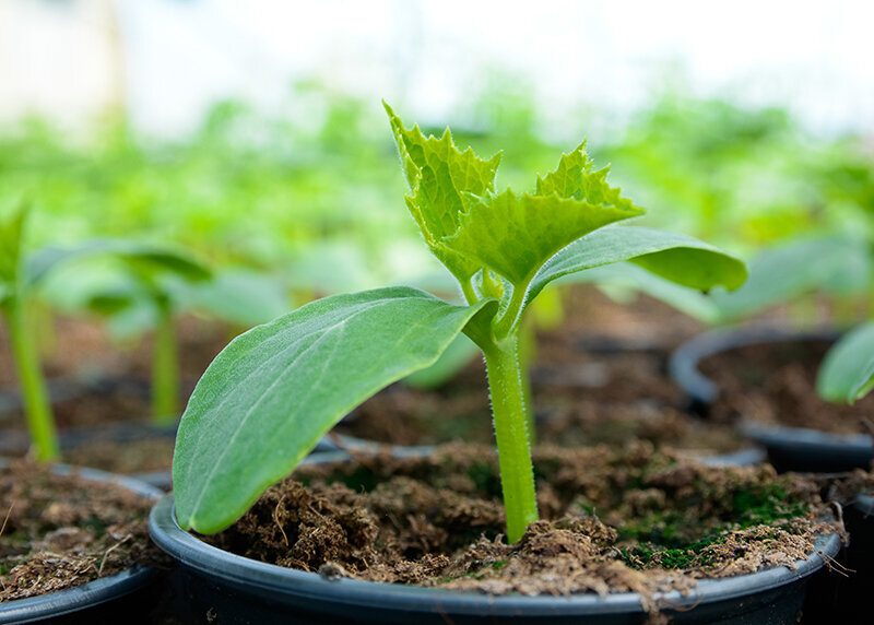 Как вырастить огуречную рассаду для теплицы и получить ранний урожай
