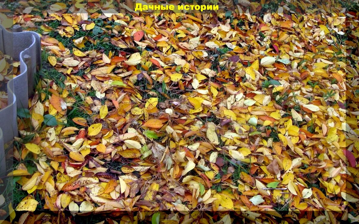 Почему gardeners предпочитают оставлять опавшую листву на своих участках