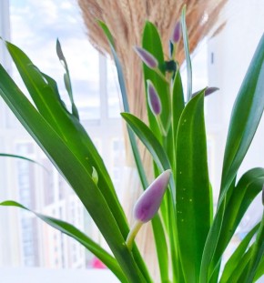 Необычный грунт для орхидей: мой успешный эксперимент с Lechuza