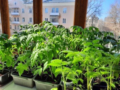 ��� ��������� ��������� ������� �������: ������� ��������� ����������