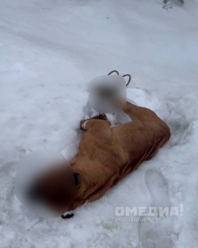 В СНТ «Речник» нашли мёртвую собаку с перевязанными лапами и огнестрельным ранением — на месте работал криминалист