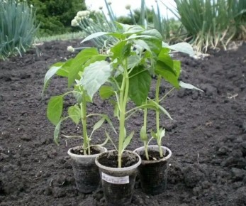 ��� ��������� �������� �����: ������� ��� ��������� ����������