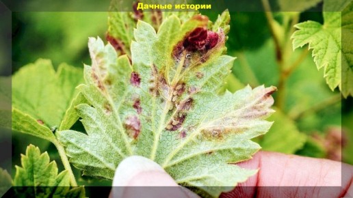 50 основных вопросов начинающих дачников: секреты успешного садоводства