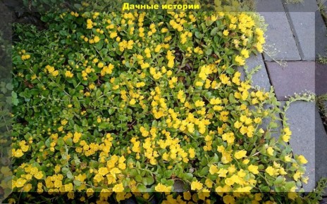 Многолетники, которые не требуют ухода: идеальные растения для вашего сада