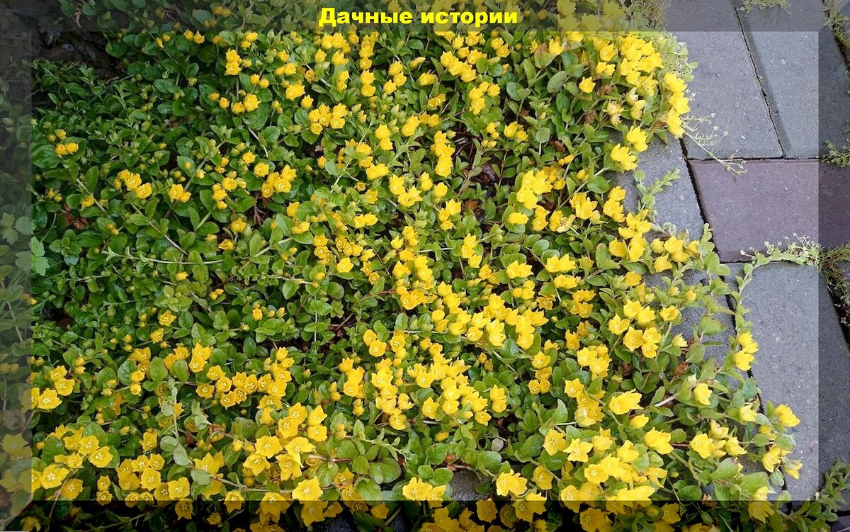 Многолетники, которые не требуют ухода: идеальные растения для вашего сада