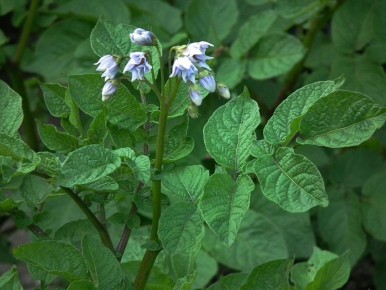 ��� �������� ��� ��� �����: ��������� �� ������ ����������� ��������