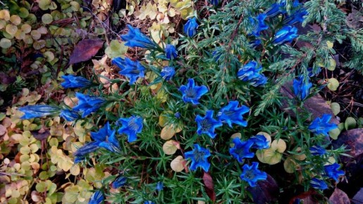 Горечавка китайская: нежный цвет под зимним покровом