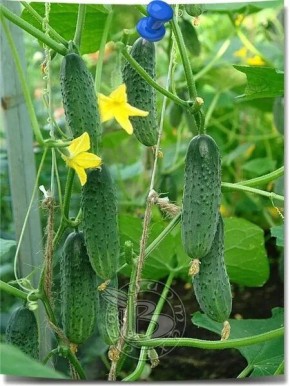 ������ ������: ��������� ����� ��� ������ �������