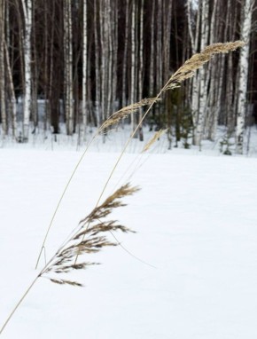Днём в Сургуте +7°С. Ветер юго-западный 4 м/с