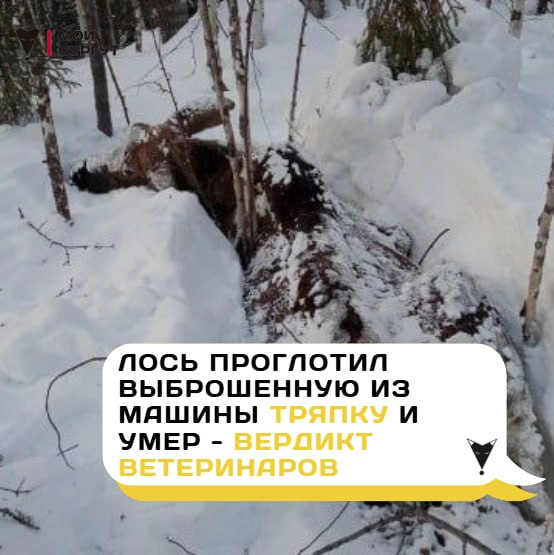 Лось проглотил выброшенную из машины тряпку и умер