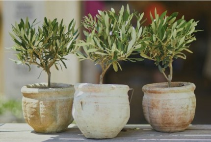 ��� ���������� ���������� ������ ������� �����: ������������ ������