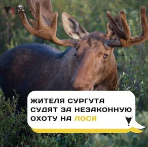 Жителя Сургута судят за незаконную охоту на лося