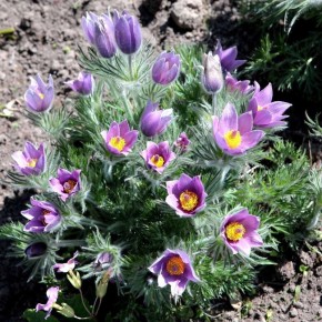 ��� ��������� ��������: ������� � ������ �������� ��������