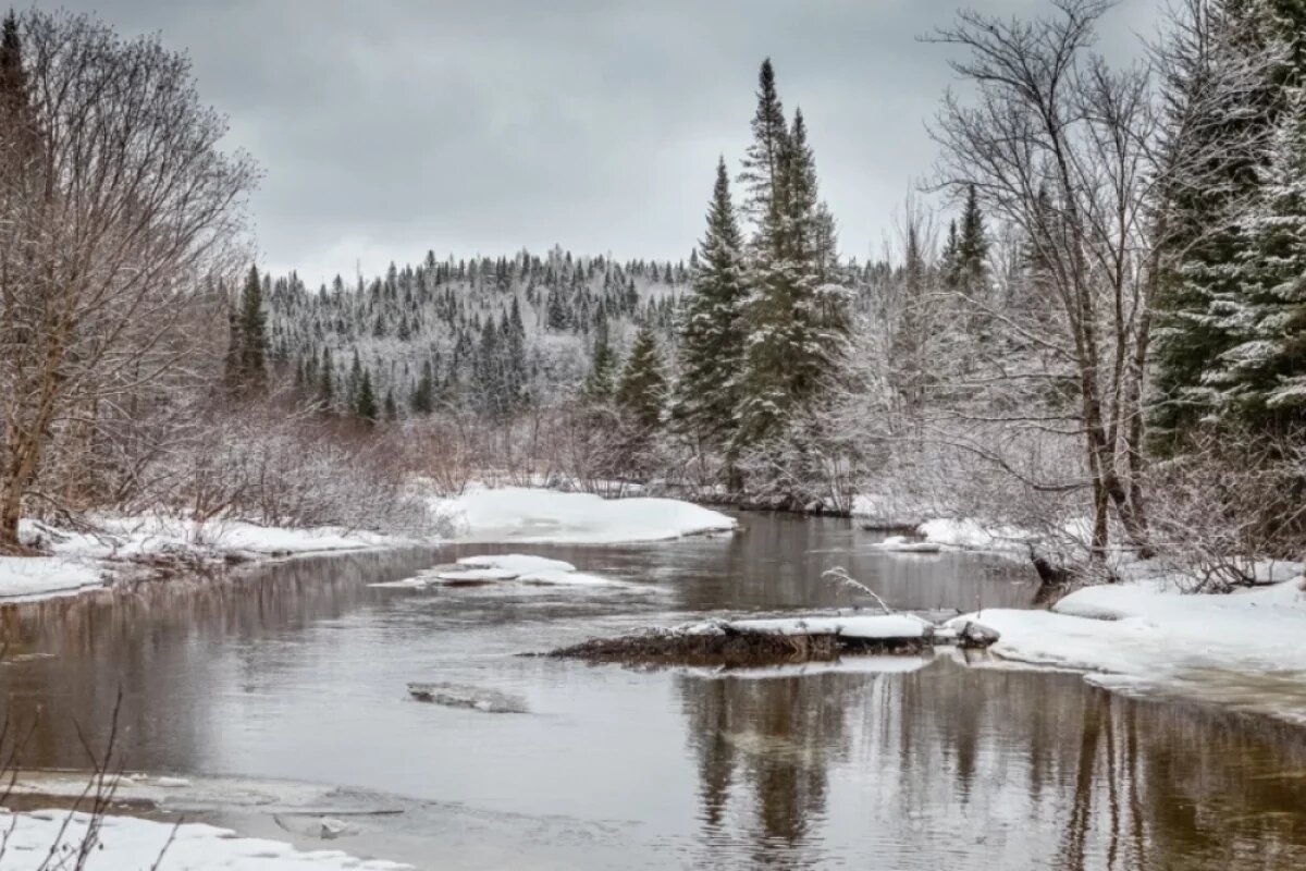 Лесной кодекс России: на что обращают внимание в лесной отрасли