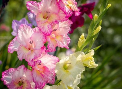 ����������: ������� �������� ������� � ����� � �������� ������