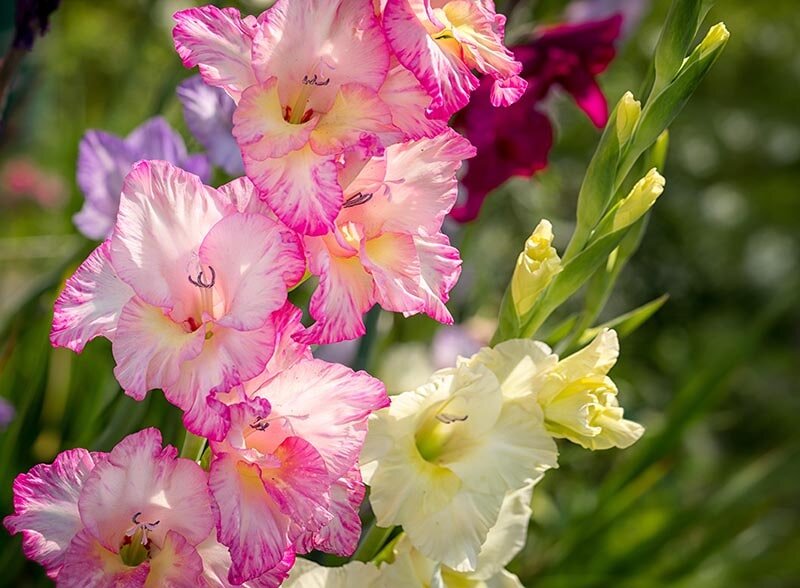 Гладиолусы: секреты успешной посадки и ухода в открытом грунте