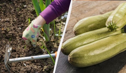 ��� ������� ������� ���������: ������� ��������� �� ����� �������