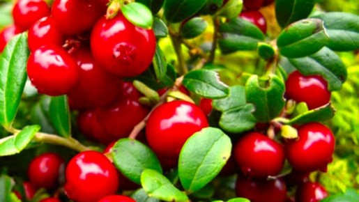 От лесной ягоды до садового шедевра: всё о бруснике