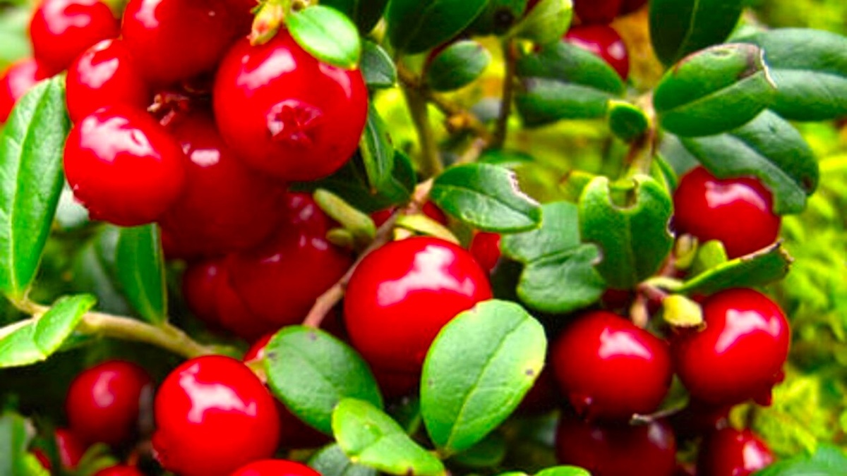 От лесной ягоды до садового шедевра: всё о бруснике