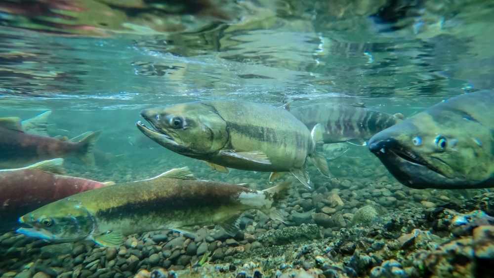 Популярный лосось исчезает из Японских вод: причина — изменение климата