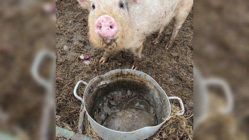 Базу отдыха «Парус» в Югре закрыли после жалоб на условия содержания животных