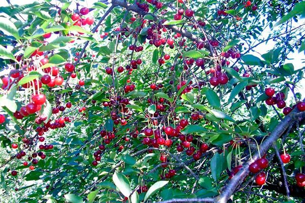 Вишня Гриот Московский: секреты успешного выращивания и преимущества сорта