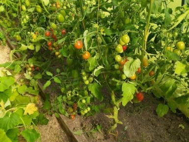 ��� ��������� ����������� ��������� ������� � ����: ������� ������������