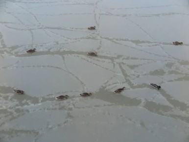 12 уток остались зимовать в Сургуте