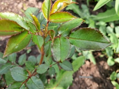 ��� �������� ���� ���� �� ����������� � ��������