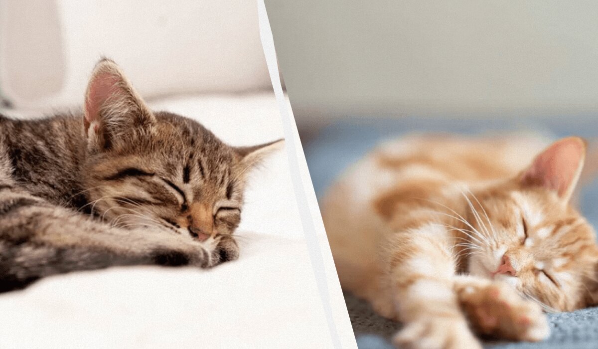 Почему кошки так много спят зимой: важные советы для владельцев