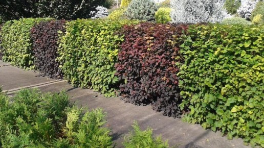 ��� ������� ����� ��������: ������� ���������� � �������� ������������