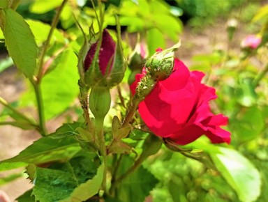 Эффективное средство против тли: простое решение для вашего сада и огорода