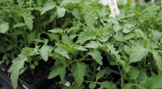 ����� � ��� ���������� ������� ������� ��� ������������� ������