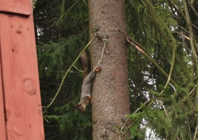 ����� ����� ������� ������� ����: ���������� ���� � ������� �� ����������