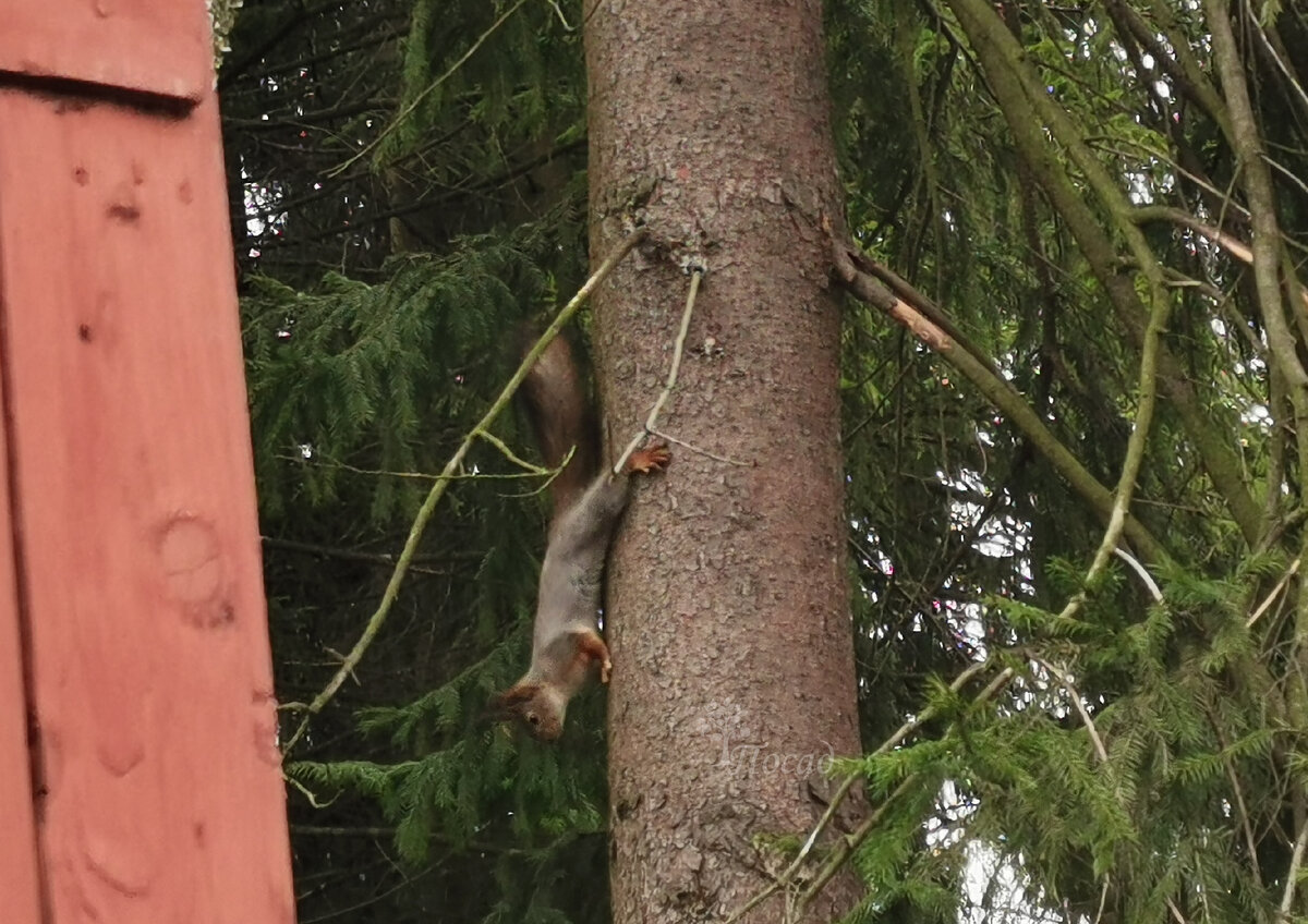 Когда весна оголяет секреты дачи: привидения зимы и надежды на обновление