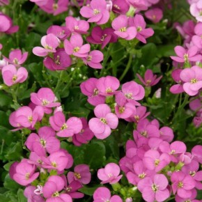 Как Арабис чуть не поставил под угрозу семейное счастье